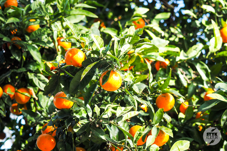 Walencja – przewodnik po perle wschodniej Hiszpanii Hiszpania Styk Kultur - Agnieszka Maury | Turcja, Stambuł, książki - Walencja – przewodnik po perle wschodniej Hiszpanii