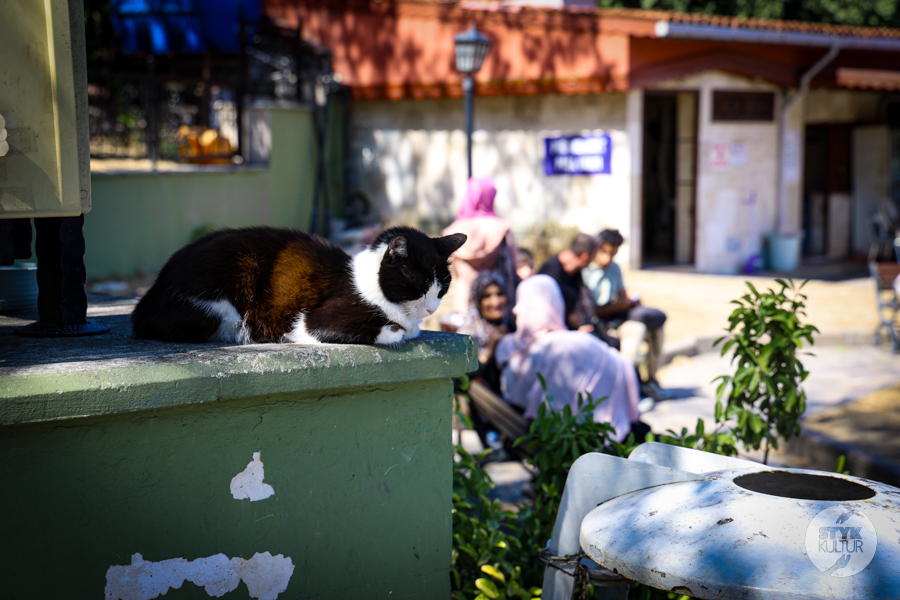 Mehmed Emin Tokadi – mistrz duchowy i ukryty grób na wzgórzach Stambułu Turcja Styk Kultur - Agnieszka Maury | Turcja, Stambuł, książki - Mehmed Emin Tokadi – mistrz duchowy i ukryty grób na wzgórzach Stambułu
